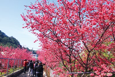 Past years’ full bloom scenery at the Houli Taian Cherry Blossom Festival