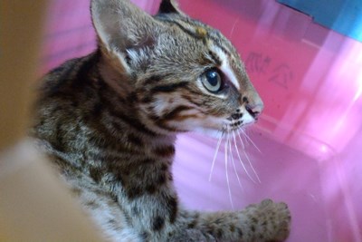 The first developed Leopard cat conservation act regulation  Taichung City has passed the draft of Leopard cat conservation self-governance articles