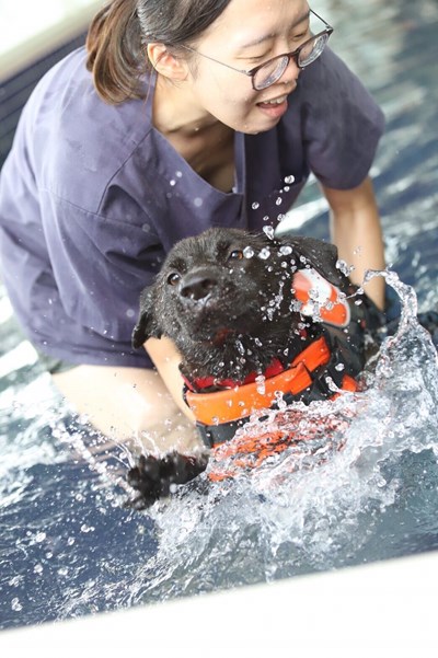swimming trip for dog