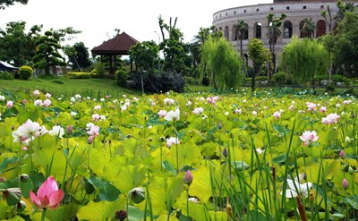 Eye-catching Lotus Blossoms in the Taichung City and Viewing Destinations Recommended by the Tourism and Travel Bureau
